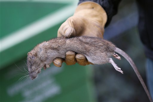 París padece infestación de ratas (Fotos)