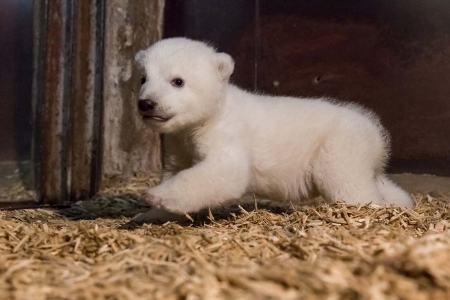 A handout picture of a polar bear cub, made available by Tierpark Berlin on January 31, 2017, shows the cub Fritz in his enclosure after its first examination in Berlin, Germany, January 12, 2017. A jury decided on the name Fritz for the cub. Picture taken January 12, 2017. Tierpark Berlin/Handout via REUTERS ATTENTION EDITORS - THIS IMAGE WAS PROVIDED BY A THIRD PARTY. EDITORIAL USE ONLY. NO RESALES. NO ARCHIVES