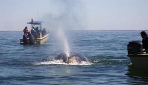 Las cámaras revelan la vida secreta de las ballenas