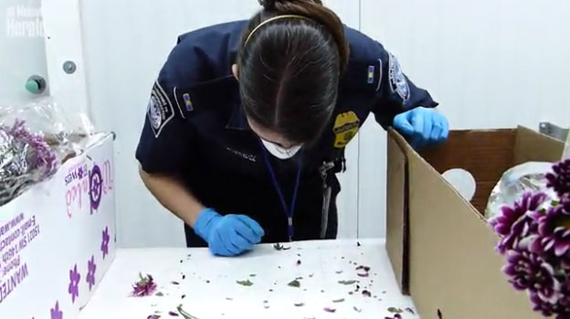 Millones de flores de San Valentín están bajo la lupa en Miami