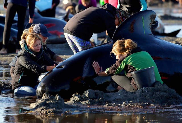 Volunteers attend to some of the hundreds of stranded pilot whales still alive after one of the country's largest recorded mass whale strandings, in Golden Bay, at the top of New Zealand's South Island, February 10, 2017. REUTERS/Anthony Phelps