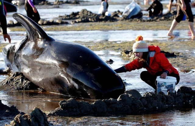 Volunteers attend to some of the hundreds of stranded pilot whales still alive after one of the country's largest recorded mass whale strandings, in Golden Bay, at the top of New Zealand's South Island, February 10, 2017. REUTERS/Anthony Phelps