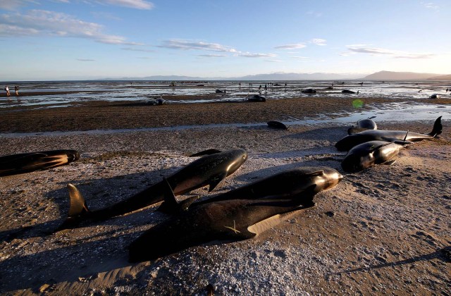 Some of the hundreds of stranded pilot whales marked with an 'X' to indicate they have died can be seen together after one of the country's largest recorded mass whale strandings, in Golden Bay, at the top of New Zealand's South Island, February 10, 2017. REUTERS/Anthony Phelps