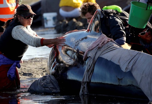 Volunteers attend to some of the hundreds of stranded pilot whales still alive after one of the country's largest recorded mass whale strandings, in Golden Bay, at the top of New Zealand's South Island, February 10, 2017. REUTERS/Anthony Phelps