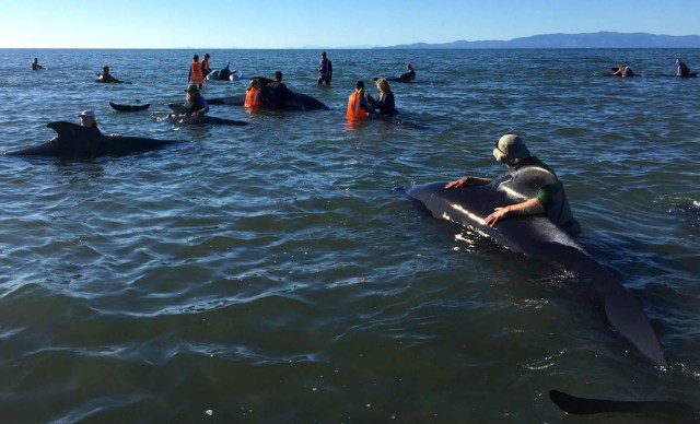 Volunteers try to guide some stranded pilot whales back out to sea after one of the country's largest recorded mass whale strandings, in Golden Bay, at the top of New Zealand's South Island, February 11, 2017. REUTERS/Anthony Phelps