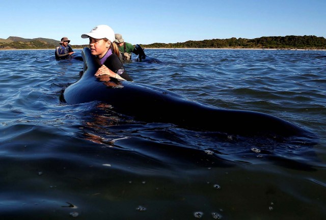 Volunteers try to guide some of the stranded pilot whales still alive back out to sea after one of the country's largest recorded mass whale strandings, in Golden Bay, at the top of New Zealand's South Island, February 11, 2017. REUTERS/Anthony Phelps