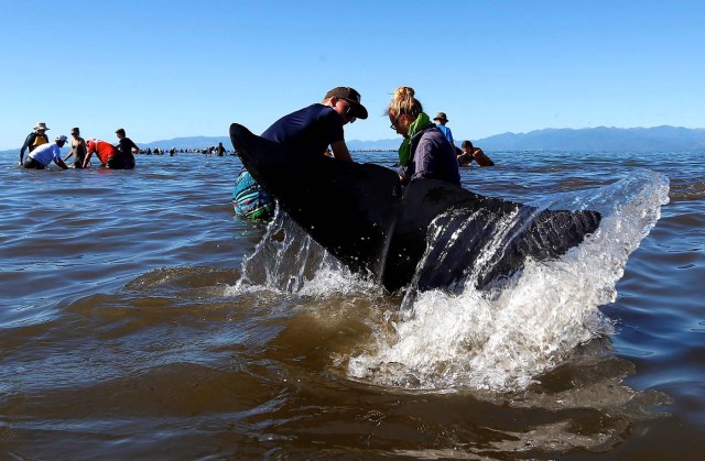 Volunteers try to guide some of the stranded pilot whales still alive back out to sea after one of the country's largest recorded mass whale strandings, in Golden Bay, at the top of New Zealand's South Island, February 11, 2017. REUTERS/Anthony Phelps