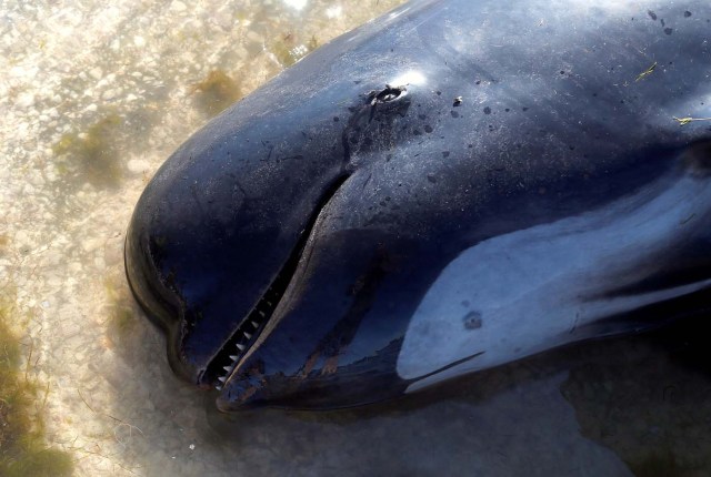 A dead pilot whale lies on a sandbank after one of the country's largest recorded mass whale strandings, in Golden Bay, at the top of New Zealand's South Island, February 11, 2017. REUTERS/Anthony Phelps