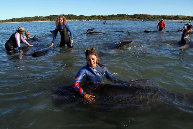 Volunteers try to guide some of the stranded pilot whales still alive back out to sea after one of the country's largest recorded mass whale strandings, in Golden Bay, at the top of New Zealand's South Island, February 11, 2017. REUTERS/Anthony Phelps