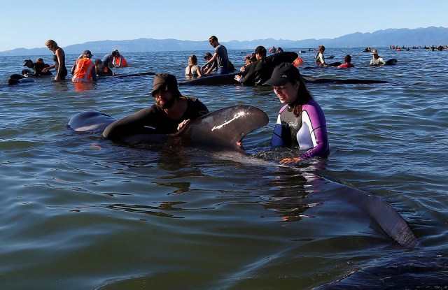 Volunteers try to guide some of the stranded pilot whales still alive back out to sea after one of the country's largest recorded mass whale strandings, in Golden Bay, at the top of New Zealand's South Island, February 11, 2017. REUTERS/Anthony Phelps