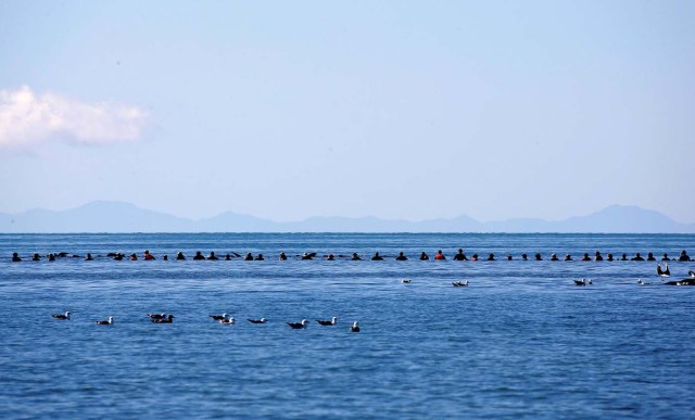 A row of volunteers try to guide some of the stranded pilot whales still alive back out to sea after one of the country's largest recorded mass whale strandings, in Golden Bay, at the top of New Zealand's South Island, February 11, 2017. REUTERS/Anthony Phelps