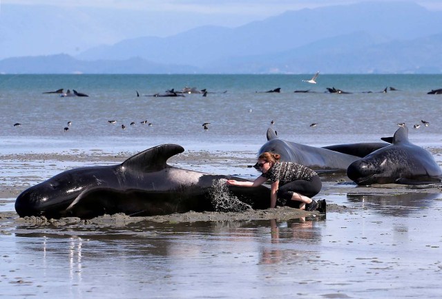 Volunteers try to assist some more stranded pilot whales that came to shore in the afternoon after one of the country's largest recorded mass whale strandings, in Golden Bay, at the top of New Zealand's South Island, February 11, 2017. REUTERS/Anthony Phelps