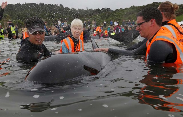 Volunteers look after a pod of stranded pilot whales as they prepare to refloat them after one of the country's largest recorded mass whale strandings, in Golden Bay, at the top of New Zealand's South Island, February 12, 2017. REUTERS/Anthony Phelps