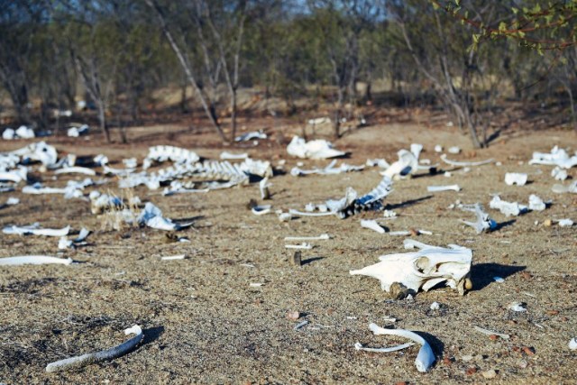 The remains of dozens of cows and donkeys are seen in the rural area of Quixeramobim, in Ceara State, on February 8, 2017, during the worst drought in a century in the Brazilian Northeast.  / AFP PHOTO / EVARISTO SA / TO GO WITH AFP STORY BY CAROLA SOLE