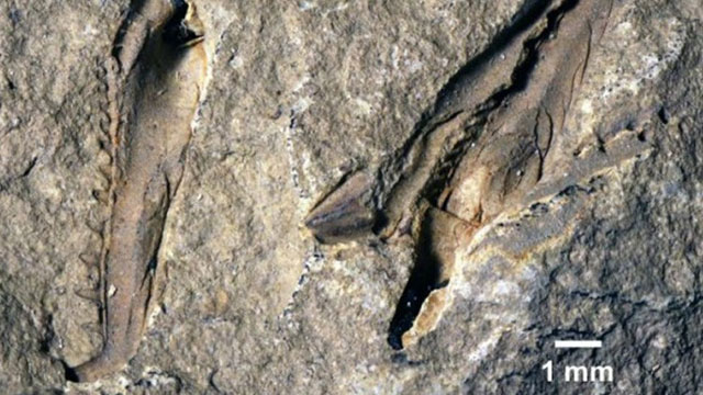 Hallan gusano gigante que habitó los océanos hace 400 millones de años