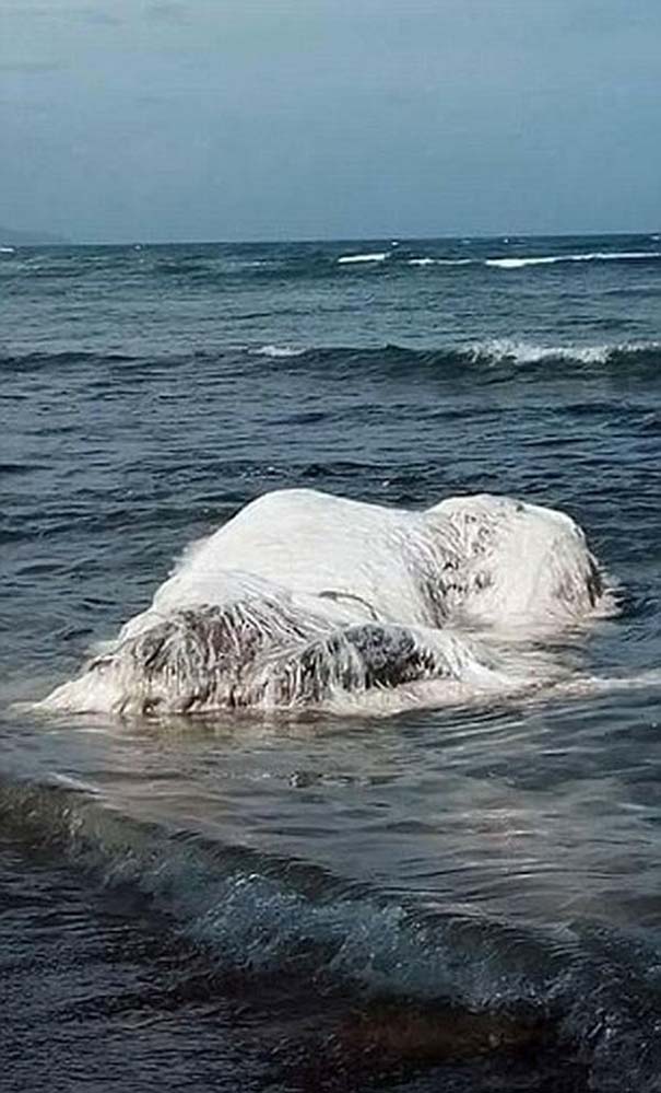 Descubren qué era en realidad la misteriosa criatura que apareció en una playa en las Filipinas