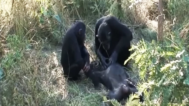 Una misteriosa enfermedad está matando a los chimpancés en África Occidental