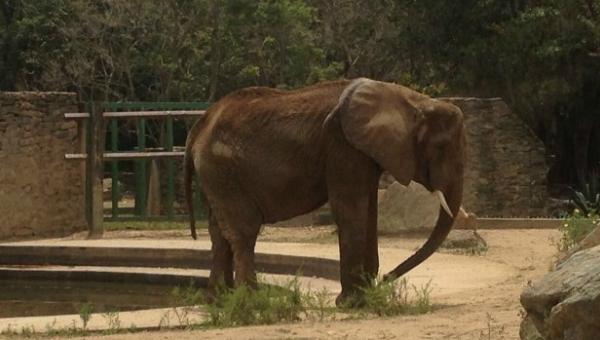 Aseguran que la elefante Ruperta se recupera del cuadro diarreico y “come bien”