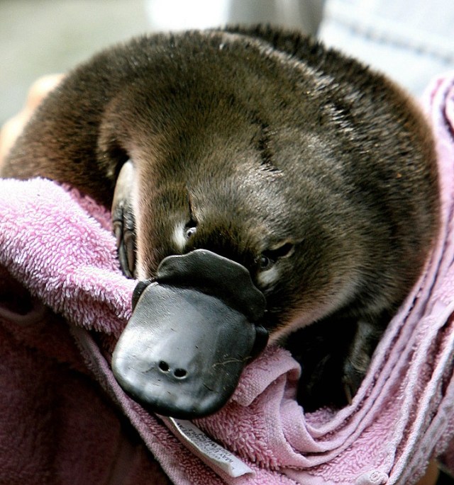 (FILES) This file photo taken on February 16, 2006 shows a platypus baby or "puggle" held before being transferred back to it's burrow after emerging for the first time at Sydney's Taronga Zoo. Two platypuses have been found decapitated in Australia, with wildlife officials on April 11, 2017 saying they were deliberately killed in "despicable" acts of cruelty. / AFP PHOTO / Greg Wood