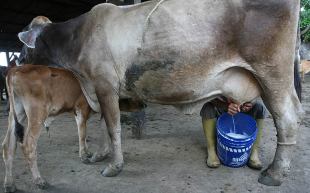 En plena cuarentena, los inventarios lácteos están a punto de perderse por falta de transporte