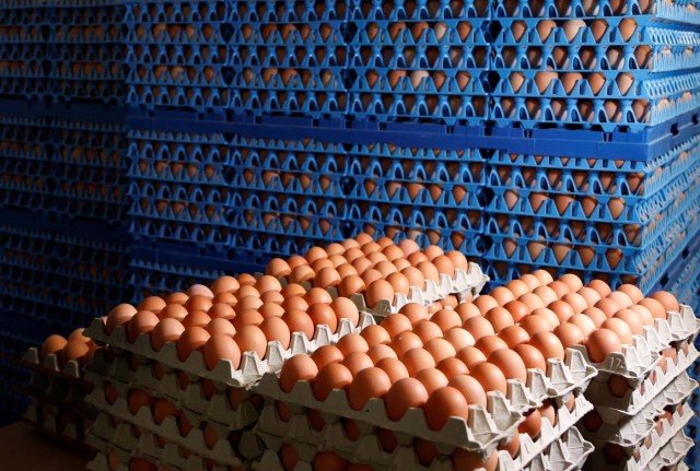 Eggs are packed to be sold at a poultry farm in Wortel near Antwerp, Belgium August 8, 2017. REUTERS/Francois Lenoir