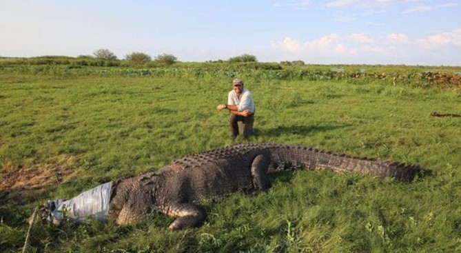Un cocodrilo gigante generó un debate viral en Australia