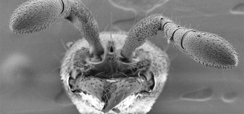 Científicos crean las primeras hormigas mutantes