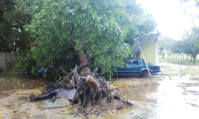 Árbol cayó sobre techo de una vivienda en Calabozo, estado Guárico // Foto @galindojorgemij 