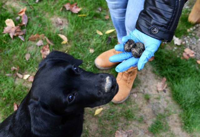 A dog is pictured with truffles he found during a press tour at FICO Eataly World agri-food park in Bologna on November 9, 2017. / AFP PHOTO / Vincenzo PINTO