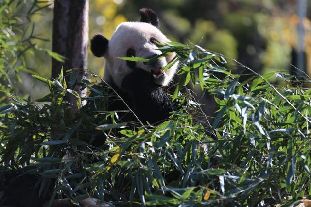 Un panda macho llamado 'Meng er' come bambú durante la visita de la primera dama de los Estados Unidos, Melania Trump (fuera de cuadro), al zoológico de Pekín hoy, viernes 10 de noviembre de 2017, en Pekín (China). El presidente estadounidense, Donald J. Trump, está en una visita de Estado a China del 8 al 10 de noviembre como parte de su tour de 12 días por Asia. EFE/Wu Hong
