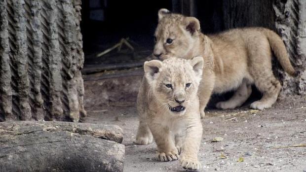 Zoo sueco sacrificó a nueve cachorros de león por falta de espacio