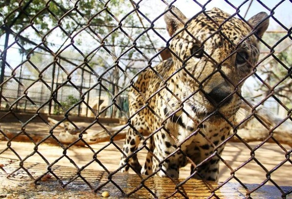Más de treinta animales se han robado del Zoológico del Zulia