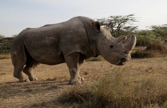 FILE PHOTO:El último rinoceronte blanco del norte macho sobreviviente llamado 'Sudán' se ve en la Conservación Ol Pejeta en Laikipia, Kenia, el 18 de junio de 2017. REUTERS / Thomas Mukoya / Foto del archivo