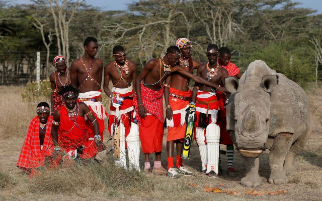 FILE PHOTO: Miembros de los guerreros Maasai Cricket posan para una fotografía con el último rinoceronte blanco del norte sobreviviente llamado 'Sudán' después de jugar contra el equipo de cricket de la Unidad de Entrenamiento del Ejército Británico (BATUK) durante un torneo benéfico llamado "Última Copa de Rhino masculina" en el Ol Pejeta Conservancy en Laikipia, Kenia, 18 de junio de 2017. REUTERS / Thomas Mukoya 