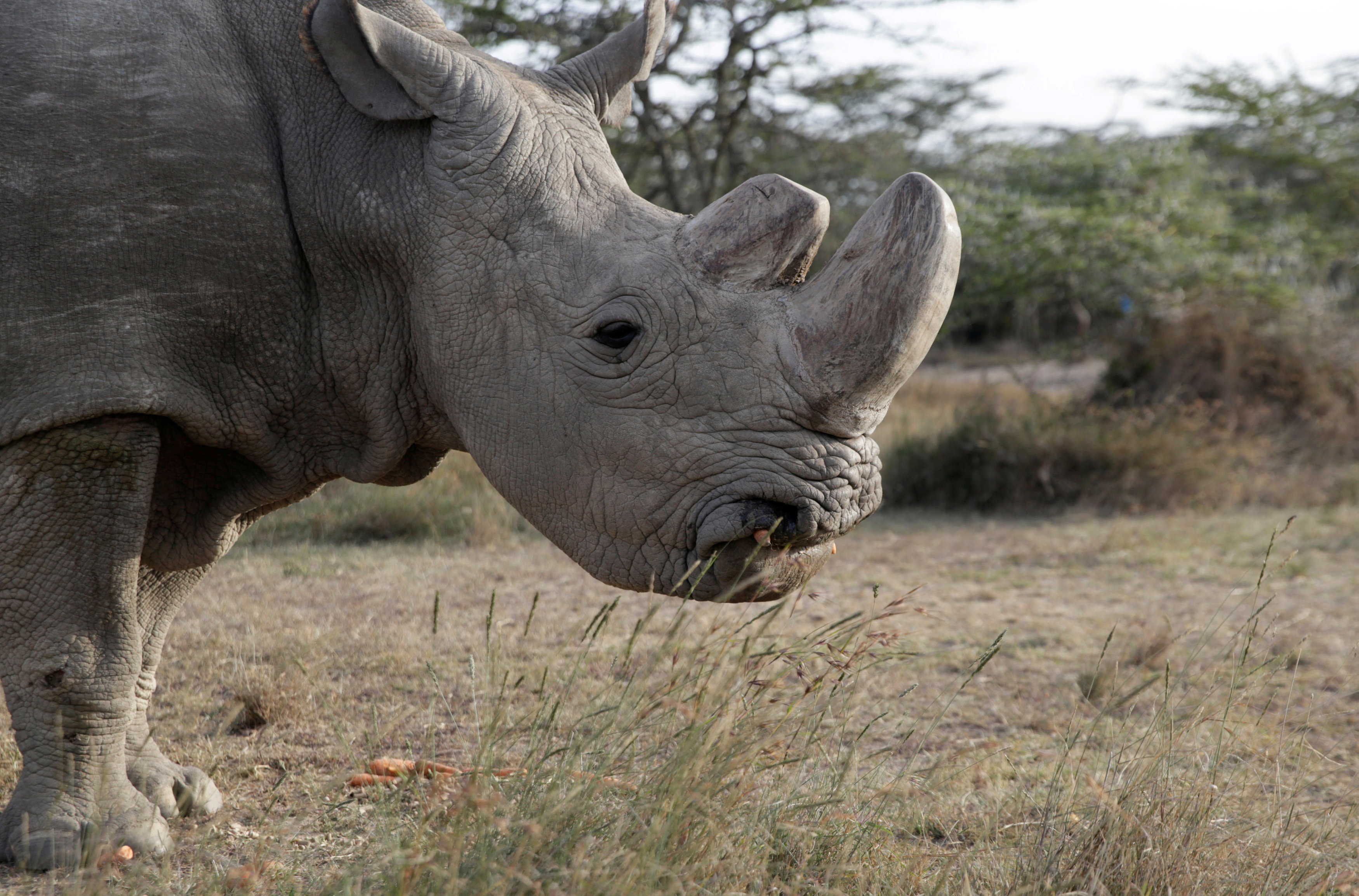 Muere en Kenia el último macho de rinoceronte blanco del norte (Fotos)