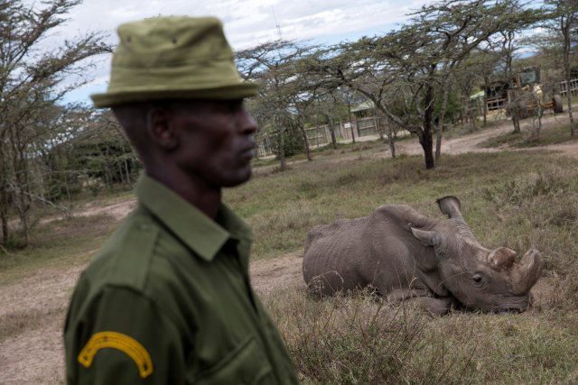 FILE PHOTO: Un guardia custodia Sudán, el último rinoceronte blanco del norte macho sobreviviente, en Ol Pejeta Conservancy, en el parque nacional Laikipia, Kenia, 3 de mayo de 2017. REUTERS / Baz Ratner / File Photo