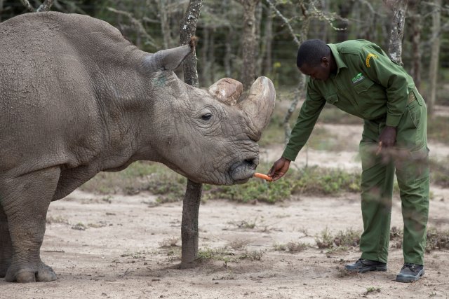 FILE PHOTO: Sudán, el último rinoceronte blanco del norte macho sobreviviente, es alimentado por un guarda en Ol Pejeta Conservancy en el parque nacional Laikipia, Kenia, el 3 de mayo de 2017. REUTERS / Baz Ratner / File Photo