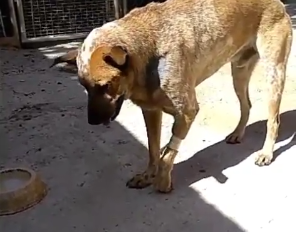 Perro baleado en protesta en La Guairita requiere operación reconstructiva