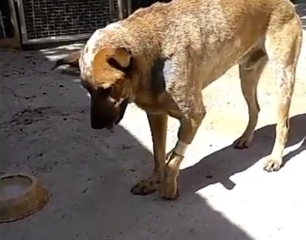 Bruno "ha salido bien de la operación. Comió y el examen hematológico indicó que está estable y sin sangrado". (Foto captura de video)