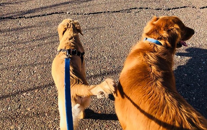 ¡Un verdadero superhéroe! Este perrito saltó sobre una cascabel para salvar a su dueña (Fotos)