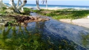 Denuncian bote de aguas negras en playas El Agua y Parguito (Foto y Video)
