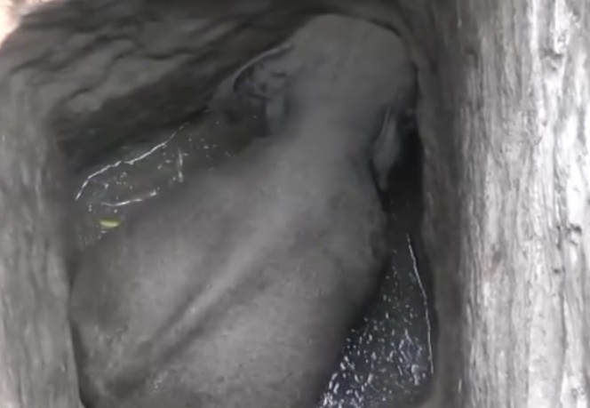 El dramático momento cuanto rescatan a un elefante atrapado en un pozo (video)