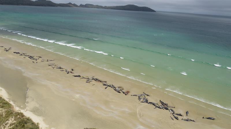 Mueren 51 ballenas piloto que quedaron varadas en una bahía de Nueva Zelanda