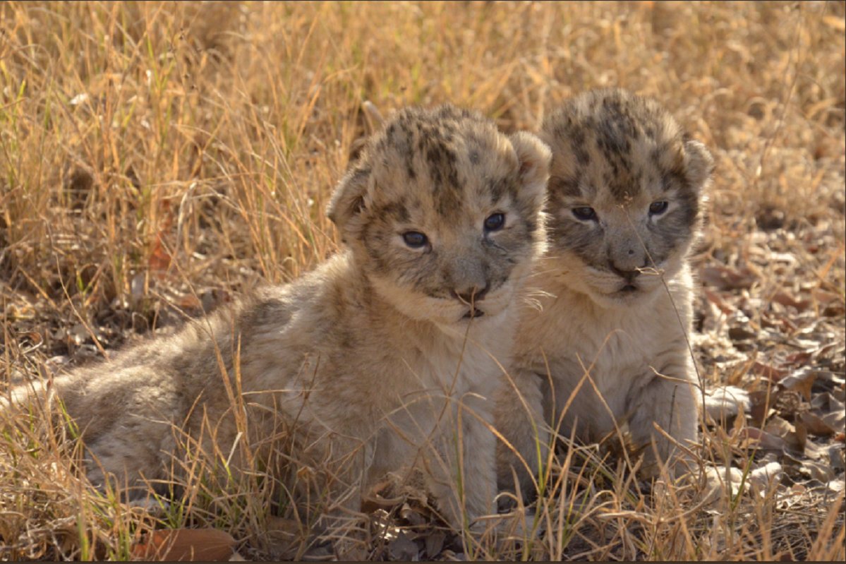 Nacen en Sudáfrica los primeros leones concebidos por inseminación artificial