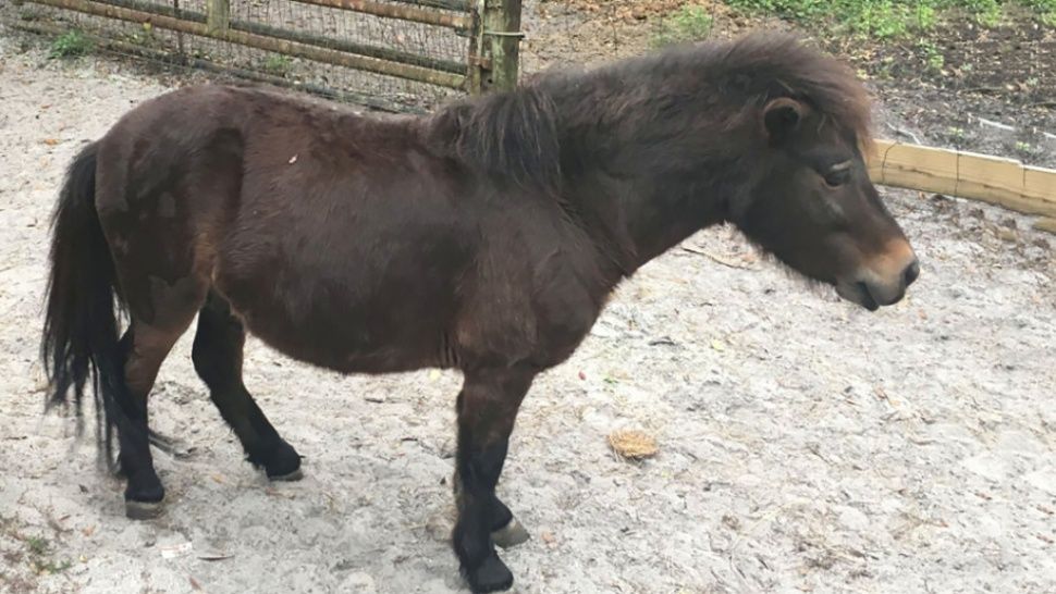 FOTO: Este pervertido violó en reiteradas ocasiones a un pony