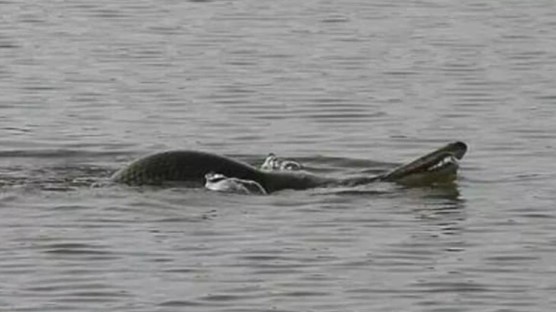 “Cuerpo de tortuga y cabeza de serpiente”: La extraña criatura acuática que causa pánico en China (FOTOS)