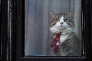 El gato se salvó: Abogado dice que mascota de Assange ya había salido de la embajada (Fotos)