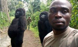 VIRAL: Estos gorilas se tomaron una selfie con un guardabosques y las poses TE SORPRENDERÁN