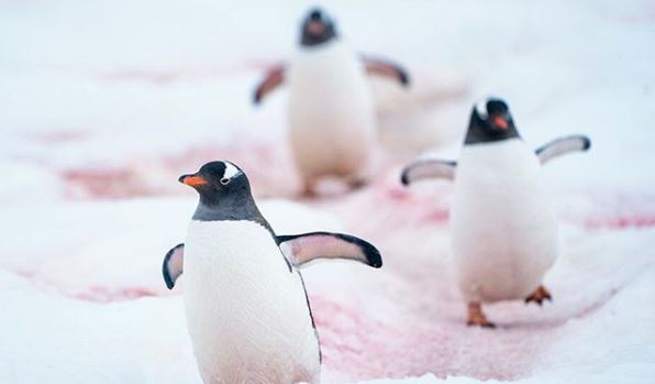 ¡SORPRENDENTE! Las fotografías que te harán querer ver de cerca la nieve de PATILLA