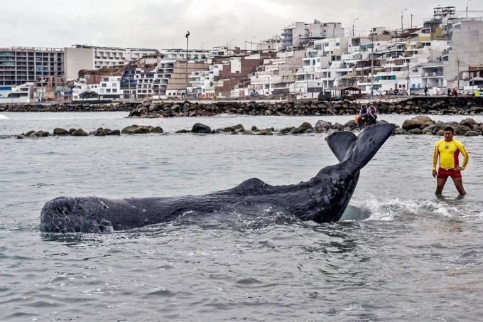 Muere ballena que había quedado varada en playa de Lima